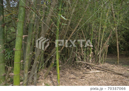6 May 2007 the Sai Kung West Country Park at hk 6 May 2007 the Sai Kung West Country Park at hk 70387066
