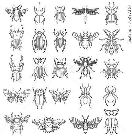 Set of insects illustrations on white background. Design elements for logo, label, emblem, sign, badge. Set of insects illustrations on white background. Design elements for logo, label, emblem, sign, badge. 70387267