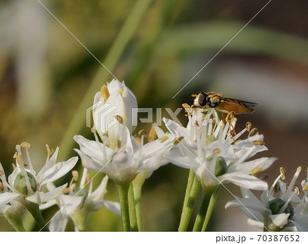 花ニラに止まり花粉を食すミナミヒメヒラタアブ 花ニラに止まり花粉を食すミナミヒメヒラタアブ 70387652