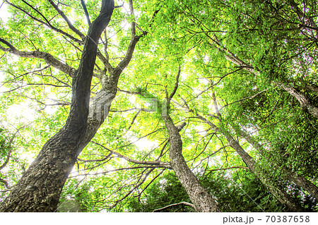 森林の新緑 70387658