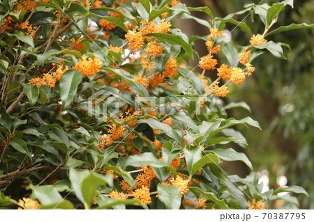 満開のキンモクセイ 満開のキンモクセイ 70387795