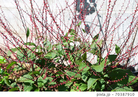 ミズヒキ（水引） 70387910