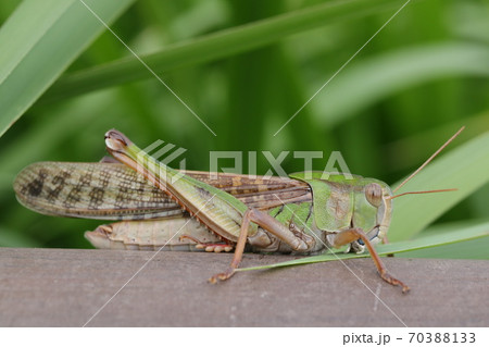 トノサマバッタ 70388133