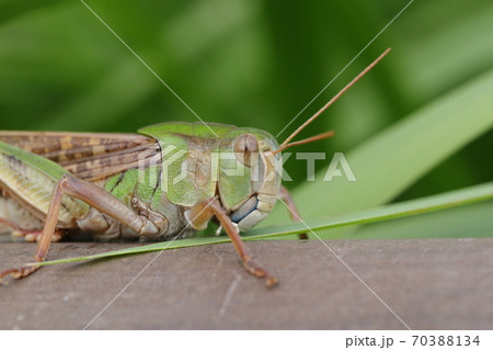トノサマバッタ 70388134