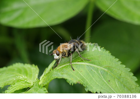 ヨコジマオオハリバエ ヨコジマオオハリバエ 70388136