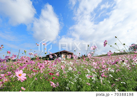 上場高原のコスモス 70388198