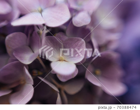 Purple hydrangea flower with solf light. Web banner, nature background. Flowering hortensia plant. 70388474