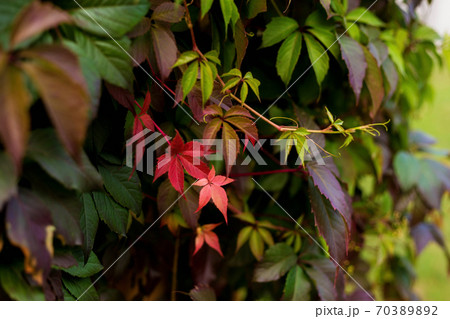 Autumn colored branch of wild grapes with red yellow and green leaves Autumn colored branch of wild grapes with red yellow and green leaves 70389892