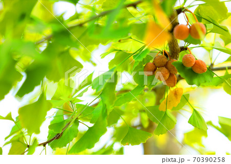 2020年秋・イチョウの葉とイチョウの木【10月】 70390258