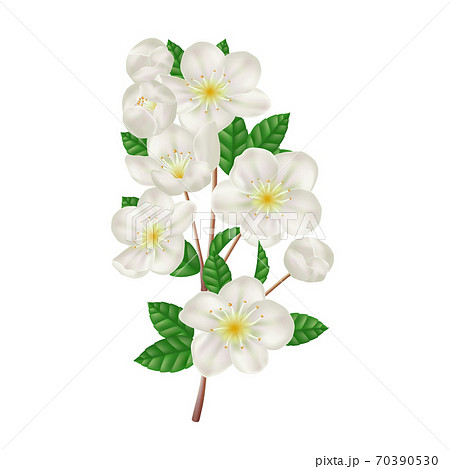 Blossoming apple branch with white flowers. Fresh spring flowers. Realistic vector illustration 70390530
