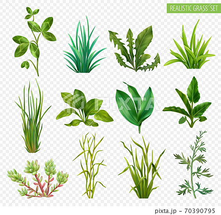 Realistic Grasses Transparent Set Realistic Grasses Transparent Set 70390795