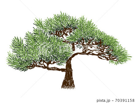 緑色の葉がたくさん生い茂った松の木 70391158