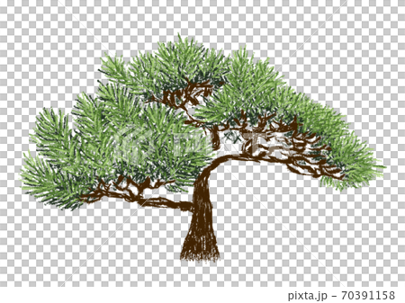 緑色の葉がたくさん生い茂った松の木 70391158