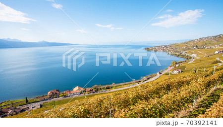 High-angle view, a vineyard next to the lake in Lausanne in October. On the north coast of Lake Geneva, Switzerland 70392141