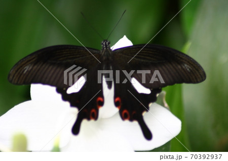 butterfly butterfly 70392937