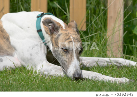 White and brindle pet greyhound dog relaxes in in the garden sunshine White and brindle pet greyhound dog relaxes in in the garden sunshine 70392945