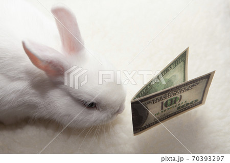 image of rabbit money banknote image of rabbit money banknote 70393297