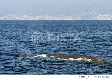 Sperm Whale at sunset in mediterranean Sea Sperm Whale at sunset in mediterranean Sea 70393840