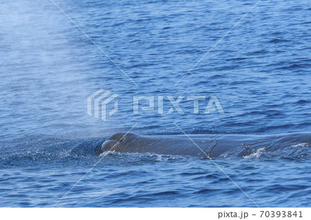 Sperm Whale at sunset in mediterranean Sea Sperm Whale at sunset in mediterranean Sea 70393841