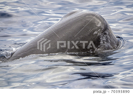 Sperm Whale at sunset in mediterranean Sea 70393890