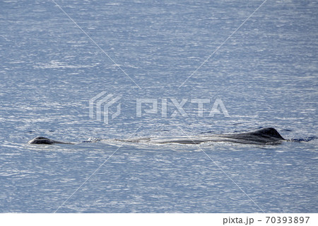 Sperm Whale at sunset in mediterranean Sea 70393897