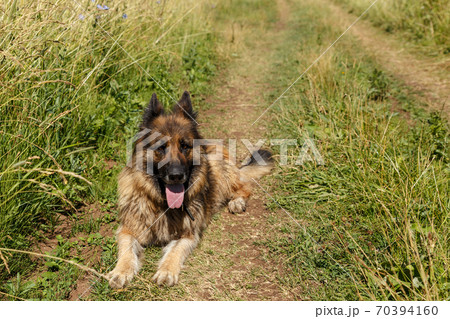 German shepherd dog lies in the grass. German shepherd dog lies in the grass. 70394160