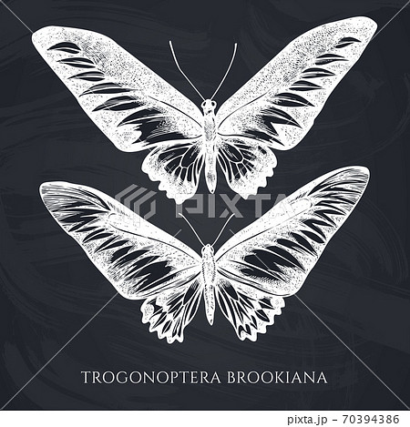 Vector set of hand drawn chalk rajah brooke s birdwing Vector set of hand drawn chalk rajah brooke s birdwing 70394386