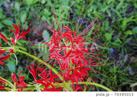 ヒガンバナ 曼珠沙華 　水元公園 70395013