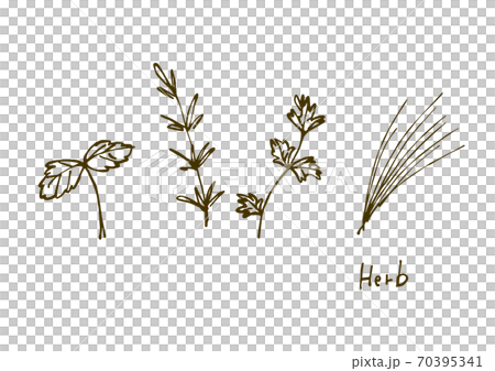 ハーブ ミント ローズマリー パセリ チャイブ の手描きイラストセットのイラスト素材