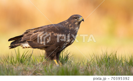 Adult common buzzard sitting on meadow in autumn. 70395392