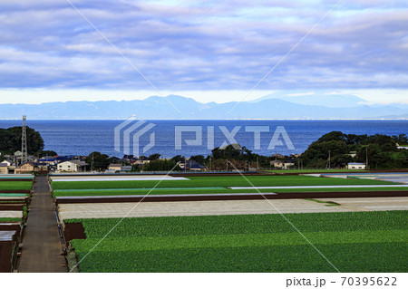 湘南三浦半島の名産大根畑の秋 湘南三浦半島の名産大根畑の秋 70395622