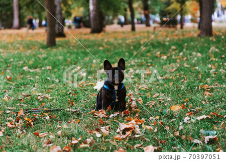 Cute French bulldog outdoors in the Park in autumn Cute French bulldog outdoors in the Park in autumn 70397051