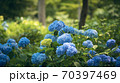 京都三千院の紫陽花 70397469