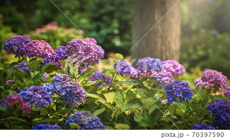 宇治三室戸寺の紫陽花 宇治三室戸寺の紫陽花 70397590