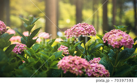 宇治三室戸寺の紫陽花 宇治三室戸寺の紫陽花 70397593