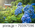 宇治三室戸寺の紫陽花 70397596