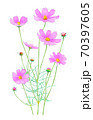 コスモスの花 70397605