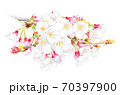 桜の花 70397900