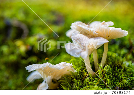 富士山麓 樹海の可愛いキノコ達 富士山麓 樹海の可愛いキノコ達 70398174