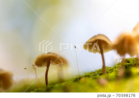 富士山麓 樹海の可愛いキノコ達 富士山麓 樹海の可愛いキノコ達 70398176