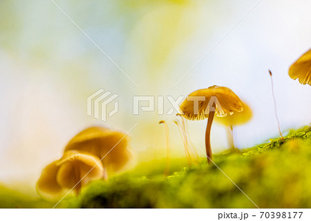 富士山麓 樹海の可愛いキノコ達 富士山麓 樹海の可愛いキノコ達 70398177