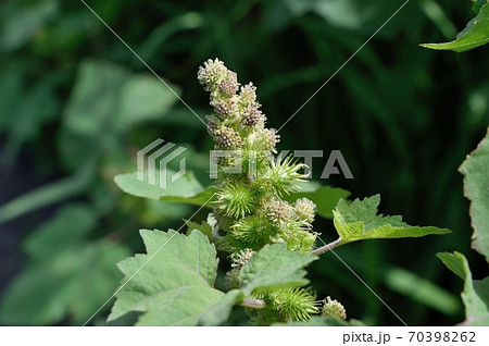 オオオナモミの雄花と雌花 70398262