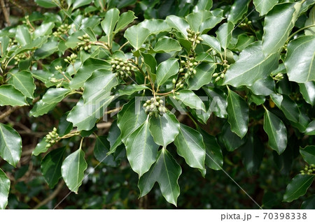 カクレミノの若い実 70398338