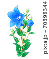 桔梗の花 70398344
