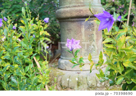 キキョウの花　白毫寺 70398690