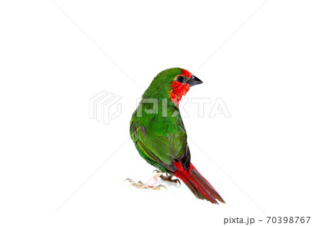 green parrot finch with a red tail, a small exotic bird isolated on a white background on theme of veterinary ornithology with a copy space. green parrot finch with a red tail, a small exotic bird isolated on a white background on theme of veterinary ornithology with a copy space. 70398767