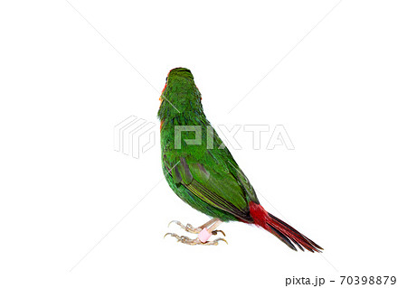 view from the back green parrot finch with a red tail, a small exotic bird isolated on a white background on theme of veterinary ornithology with a copy space. 70398879