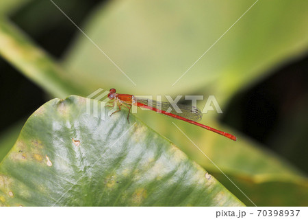 ベニイトトンボ ベニイトトンボ 70398937