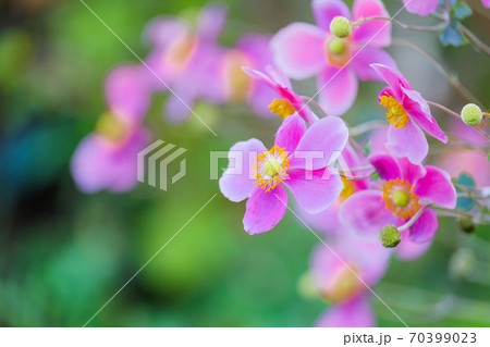 シュウメイギク シュウメイギク 70399023