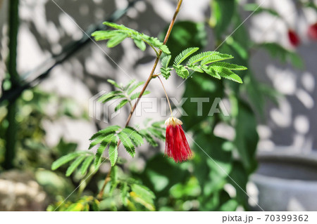 ヒネム ヒネム 70399362